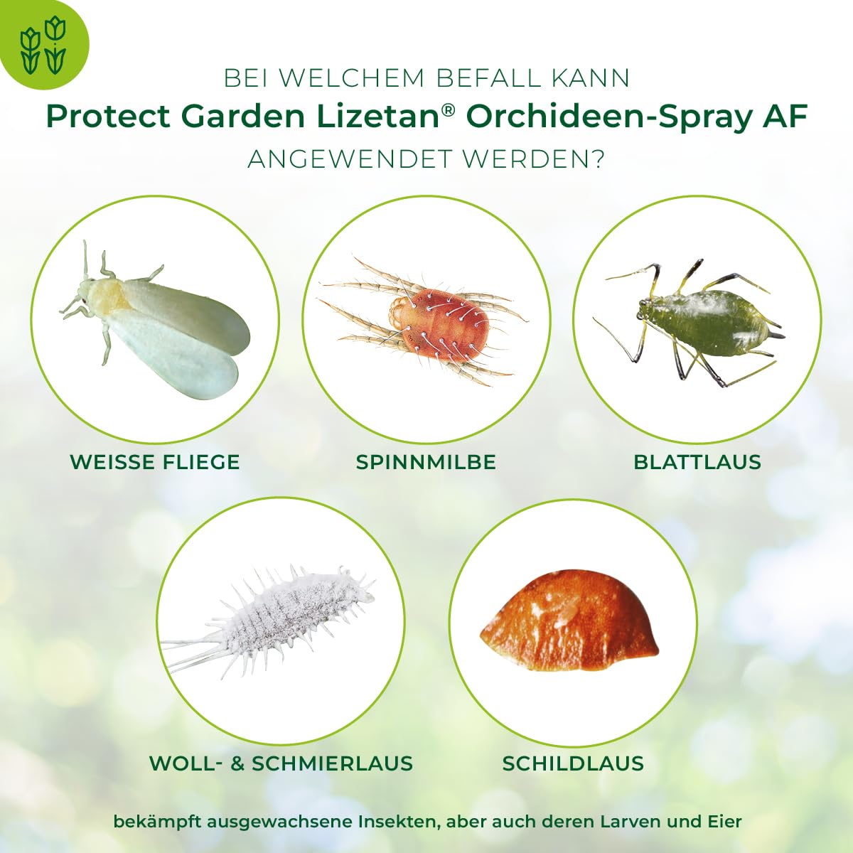 PROTECT GARDEN Lizetan Orchideen-Spray AF, gegen hartnäckige Schädlinge wie Blattläuse, Wollläuse, Schildläuse, Spinnmilben an Orchideen, 500 ml Sprühflasche